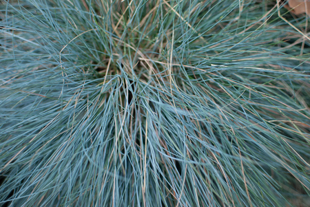 Festuca, a blue plant in the parkの写真素材
