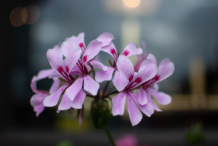 Close-up of a geranium with pink flowersの写真素材