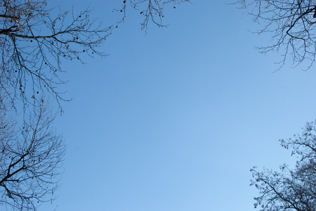 Bare branches of different trees on a blue skyの写真素材