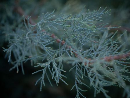 Gray-blue branch of evergreen tree