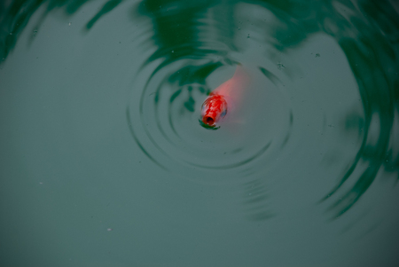 The goldfish emerges from the surface of the pond