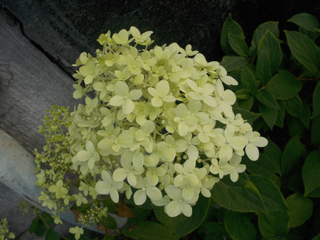 Hydrangea with light-green tiny flowers