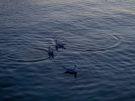 Seagulls swim in the water at sunset