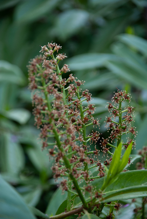 Bush after bloomingの写真素材