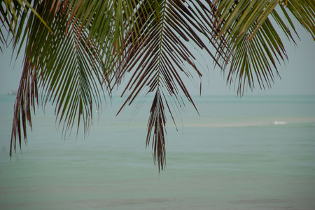 Palm leaves and sea on the background. Horizontal background.の写真素材