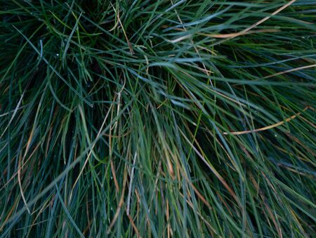 Blue fescue , a colorful ornamental grass
