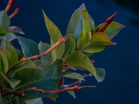 Dipladenia foliage and bud