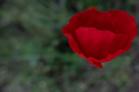 Poppy flower isolated in the fieldの写真素材