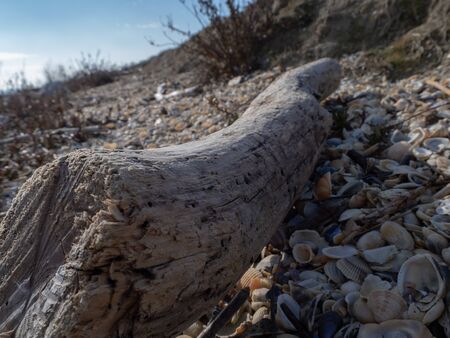 Driftwood among the seashells on the seasideの写真素材