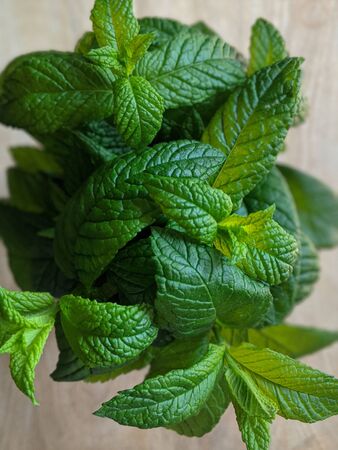 Top view of a bright and lush foliage of a mint plant