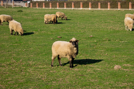 the sheep who are grazed on a meadowの写真素材