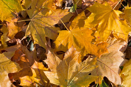 background of the fallen yellow maple leavesの写真素材