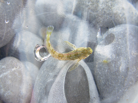 little small fish in waterの写真素材