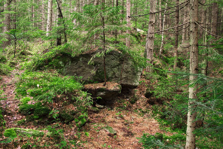 mountain with boulders covered with coniferous forestの写真素材