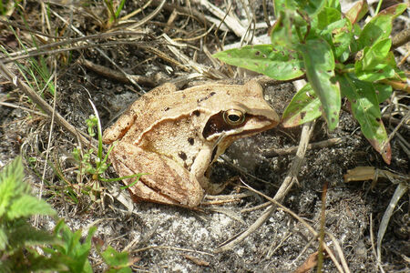 yellow frog sitting under a bushの写真素材