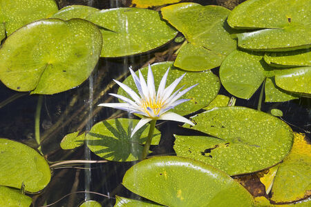 flowers of a blue lotus in the fountainの写真素材