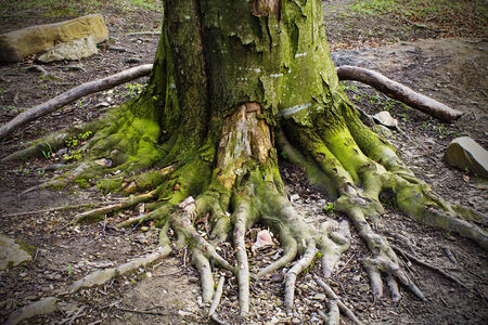 old tree with big roots, moss-grownの写真素材