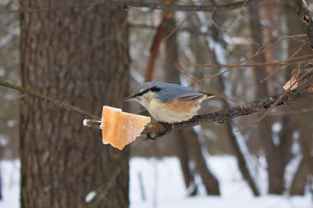 bird on a branch in winter forestの写真素材