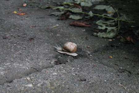 snail crawling on the pavement past the fallen leavesの写真素材