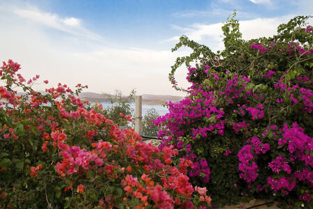 bushes purple and pink bougainvillea against the skyの写真素材