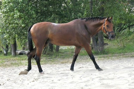 walking horse on the beach on a background of treesの写真素材
