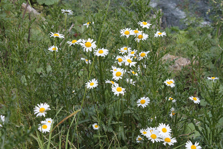 daisies in a meadow on the banks of the creekの写真素材