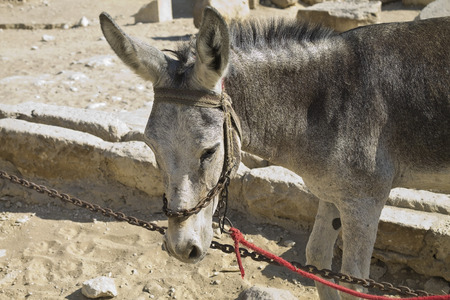 donkey in the desertの写真素材
