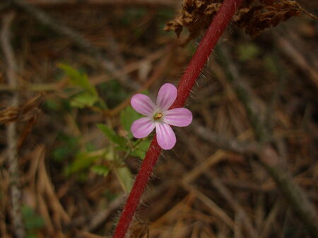 pink forest flower on a background of pine needlesの写真素材
