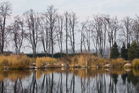 autumn trees in the pond in the parkの写真素材