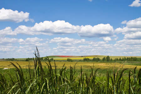 green summer meadow on a sunny dayの写真素材