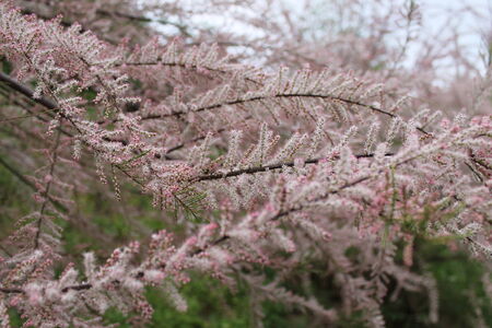flowering shrub with small pink flowersの写真素材