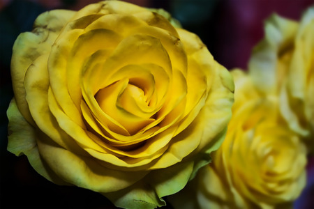 bouquet of yellow roses on a dark background closeupの写真素材