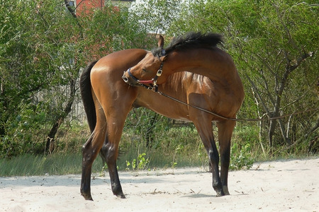 walk the horse on beach on a background of treesの写真素材