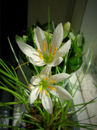 Two white flowers ziferantes on the windowsillの写真素材