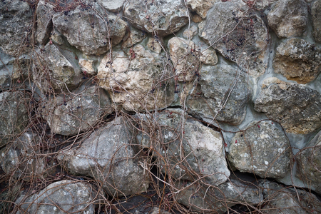 wall of large stones with a curling vinesの写真素材