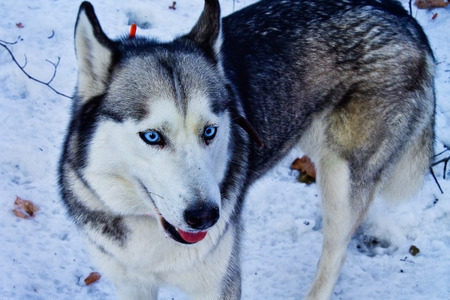 blue-eyed husky dog in the snow closeupの写真素材