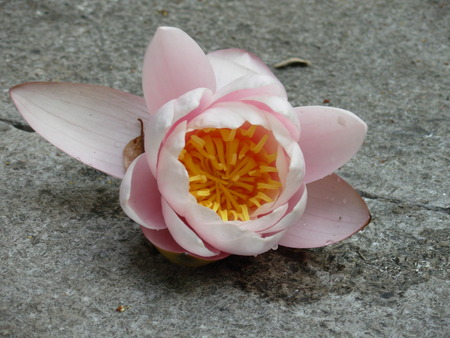 pink lily flower on a background of stoneの写真素材
