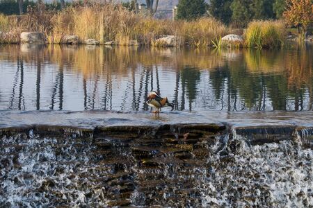 ducks on an autumn pond with cascadesの写真素材