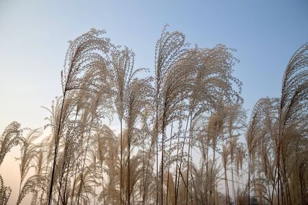 autumn grass close-up in the light of the setting sunの写真素材