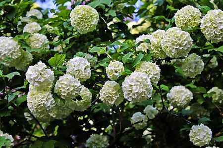 bush viburnum blossoming in spring garden close upの写真素材