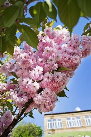 branch blooming pink cherry closeupの写真素材