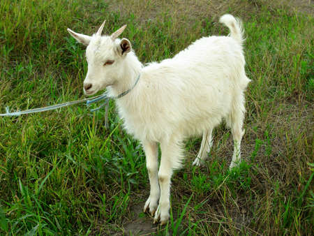 white goat grazing in the meadowの写真素材
