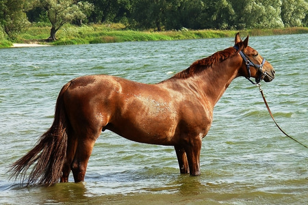 Bathing in the Dnieper River red horseの写真素材