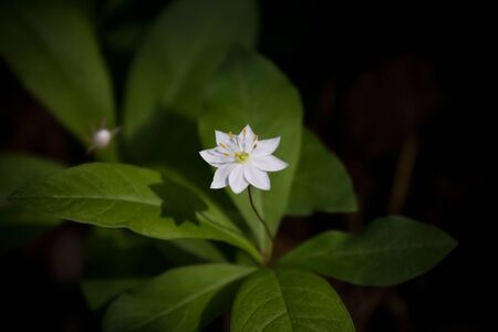 small white forest flower close-up on a background of leavesの写真素材