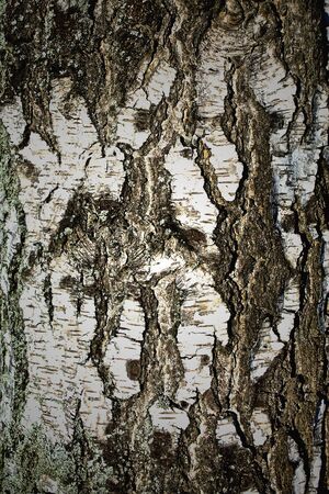 texture of birch bark closeupの写真素材