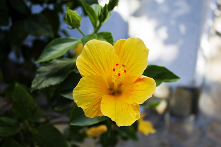 yellow hibiscus flower on a bush closeupの写真素材