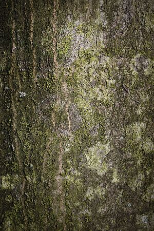background texture of tree bark closeupの写真素材