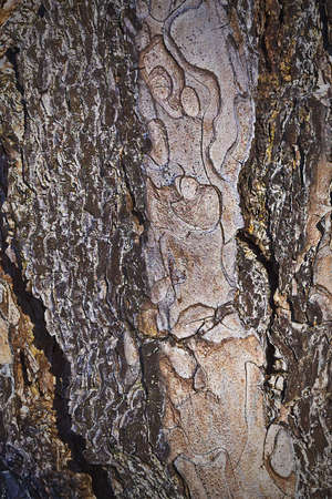 background texture of tree bark closeupの写真素材