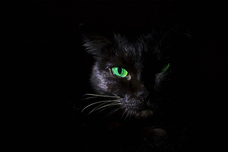 black cat on a black background in low keyの写真素材