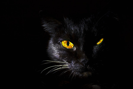 black cat on a black background in low keyの写真素材